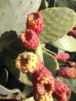 Cactus(fruit)